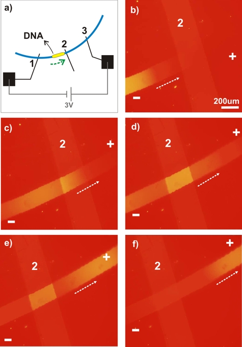 biotron-fluorescence-dna-electrophoresis biotron-fluorescence-dna-electrophoresis